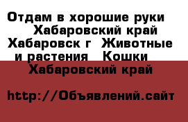 Отдам в хорошие руки!!! - Хабаровский край, Хабаровск г. Животные и растения » Кошки   . Хабаровский край